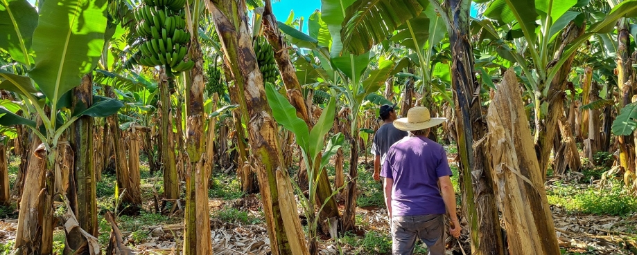 Two workers walk through a banana field. Photo credit: Shutterstock.